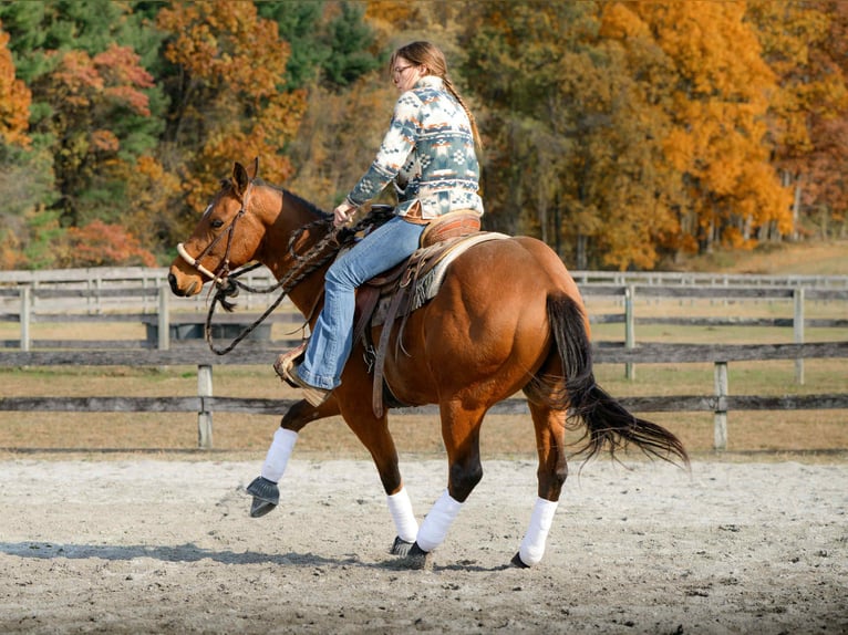 Quarter horse américain Hongre 4 Ans 150 cm Bai cerise in New Holland
