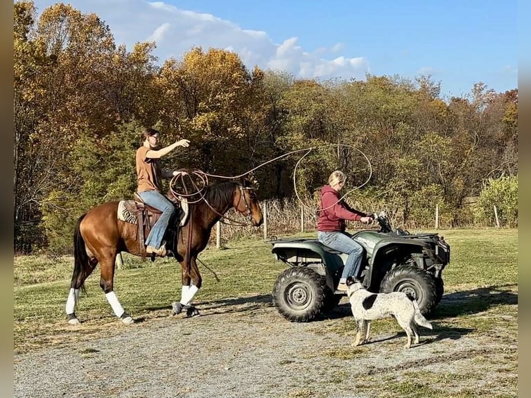 Quarter horse américain Hongre 4 Ans 150 cm Bai cerise in New Holland