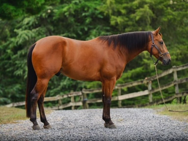 Quarter horse américain Hongre 4 Ans 150 cm Bai cerise in New Holland