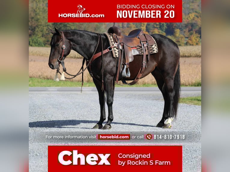 Quarter horse américain Hongre 4 Ans 150 cm Bai cerise in Rebersburg, PA