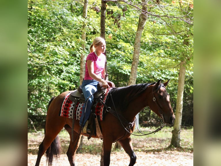 Quarter horse américain Hongre 4 Ans 150 cm Bai cerise in Borden