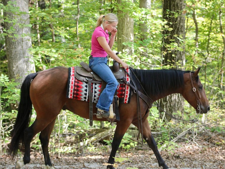 Quarter horse américain Hongre 4 Ans 150 cm Bai cerise in Borden