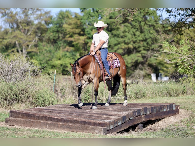 Quarter horse américain Hongre 4 Ans 150 cm Bai cerise in Buffalo, MO