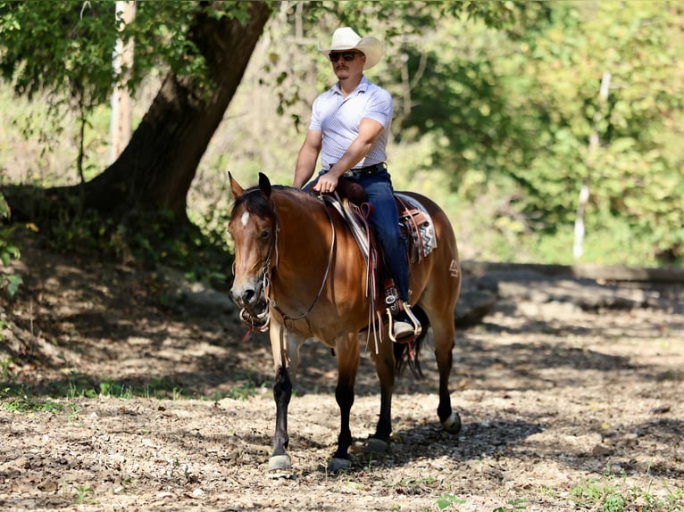 Quarter horse américain Hongre 4 Ans 150 cm Bai cerise in Buffalo, MO