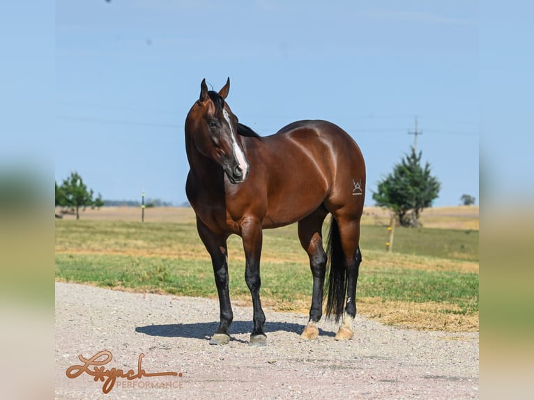 Quarter horse américain Hongre 4 Ans 150 cm Bai cerise in Canistota, SD