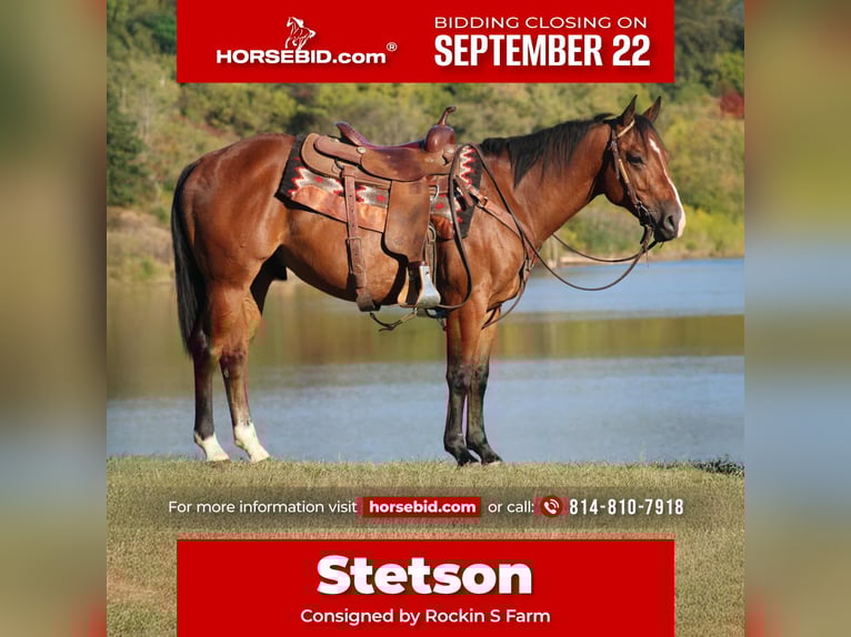 Quarter horse américain Hongre 4 Ans 150 cm Bai cerise in Rebersburg