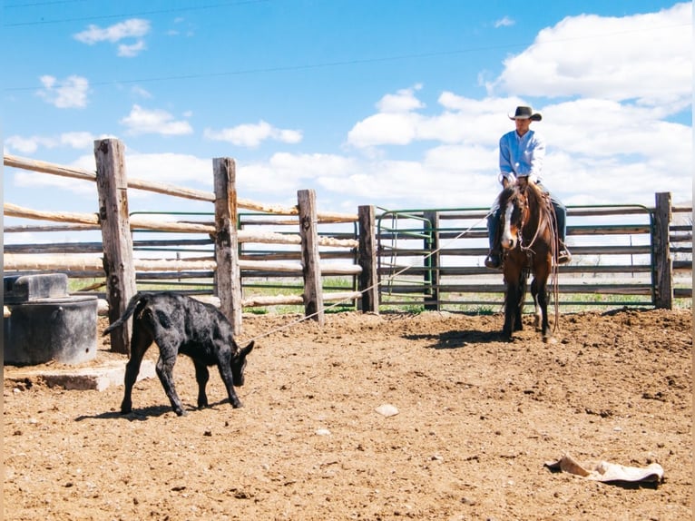 Quarter horse américain Hongre 4 Ans 150 cm Bai cerise in Saint Anthony