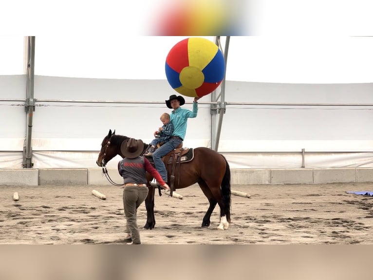 Quarter horse américain Hongre 4 Ans 150 cm Bai cerise in Saint Anthony