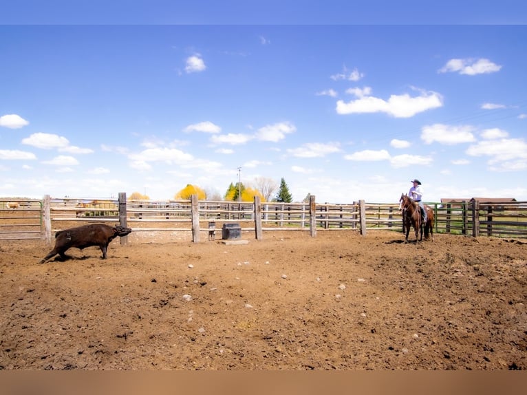 Quarter horse américain Hongre 4 Ans 150 cm Bai cerise in Saint Anthony