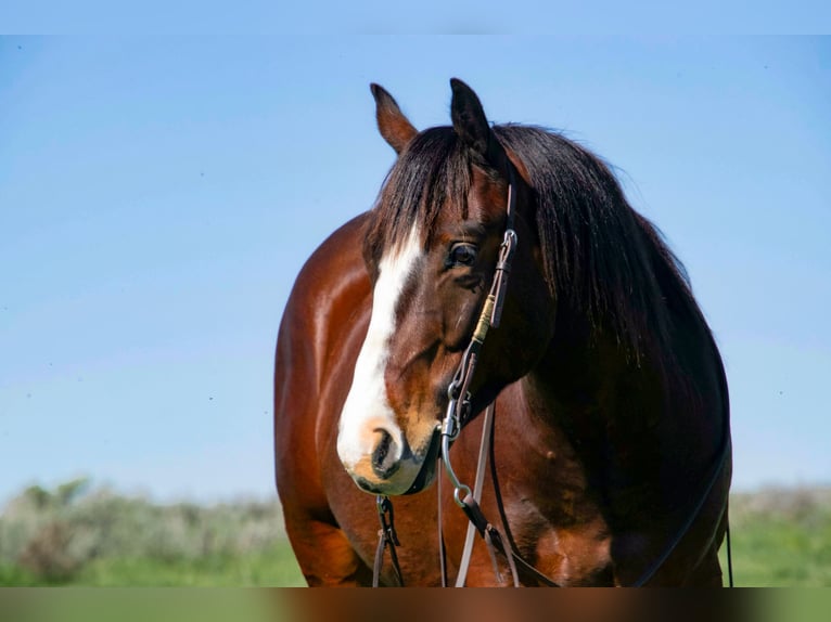 Quarter horse américain Hongre 4 Ans 150 cm Bai cerise in Saint Anthony