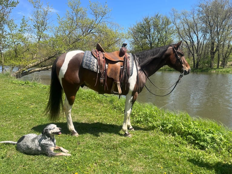 Quarter horse américain Hongre 4 Ans 150 cm Bai cerise in Zearing IA