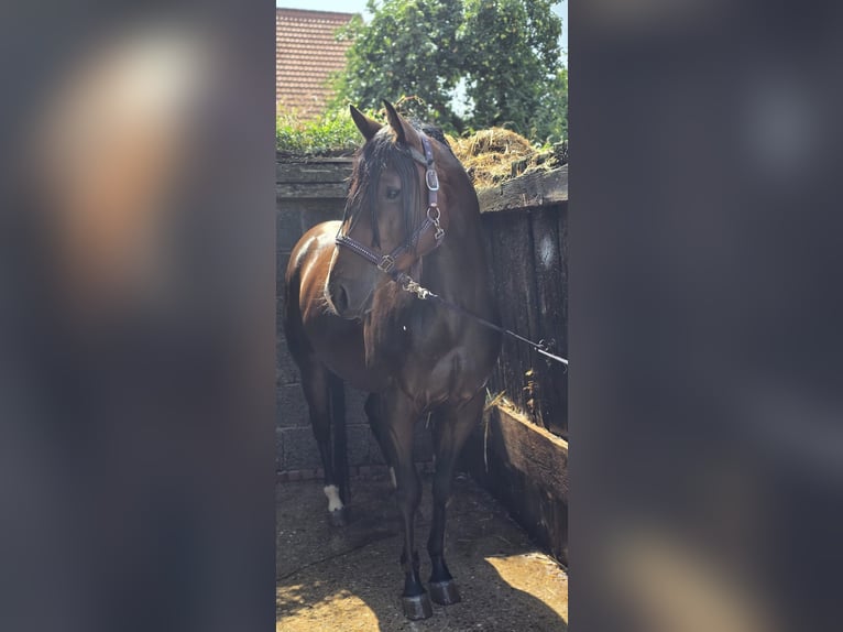 Quarter horse américain Hongre 4 Ans 150 cm Bai in Diemelstadt