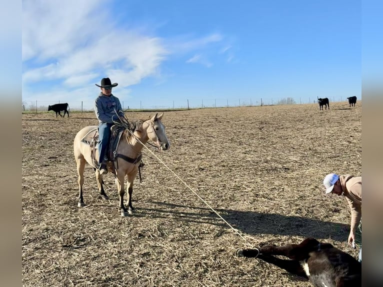 Quarter horse américain Hongre 4 Ans 150 cm Buckskin in Shelbina