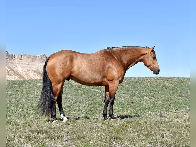 Quarter horse américain Hongre 4 Ans 150 cm Buckskin in Bayard Nebrasak