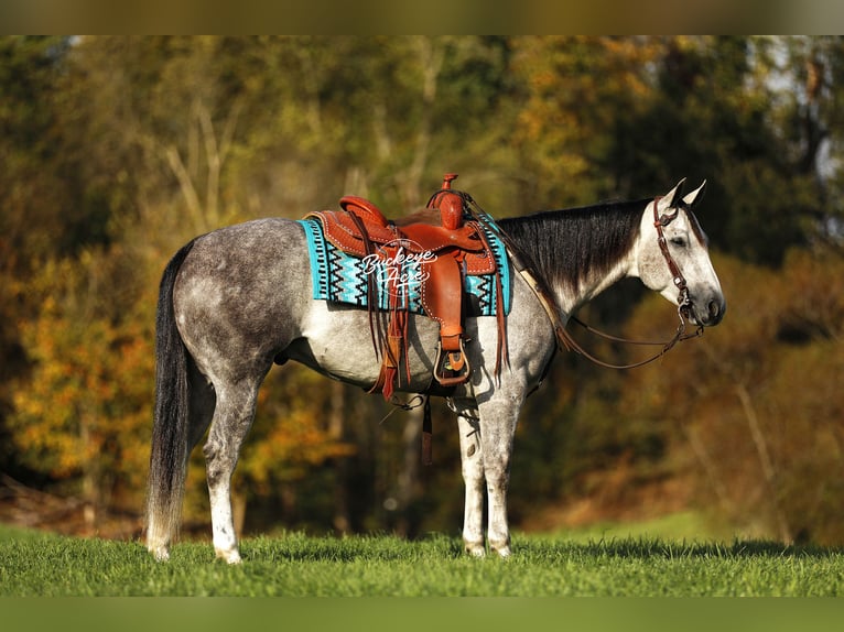 Quarter horse américain Hongre 4 Ans 150 cm Gris pommelé in Millersburg