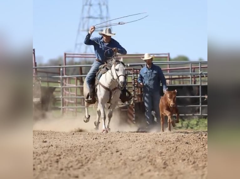 Quarter horse américain Hongre 4 Ans 150 cm Gris in Auburn, KY