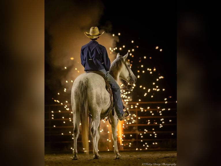 Quarter horse américain Hongre 4 Ans 150 cm Gris in Auburn, KY
