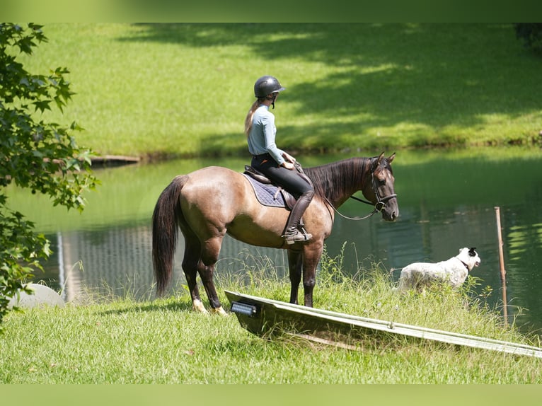 Quarter horse américain Hongre 4 Ans 150 cm Grullo in Clover, SC