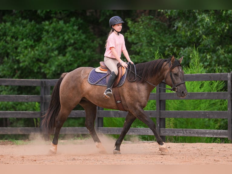 Quarter horse américain Hongre 4 Ans 150 cm Grullo in Clover, SC