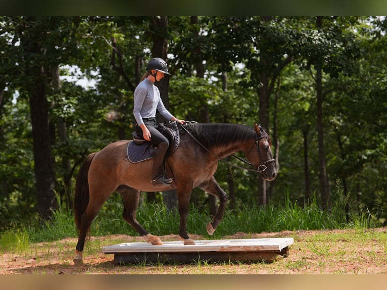 Quarter horse américain Hongre 4 Ans 150 cm Grullo in Clover, SC