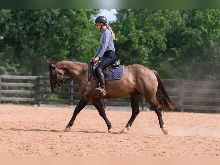 Quarter horse américain Hongre 4 Ans 150 cm Grullo in Clover, SC
