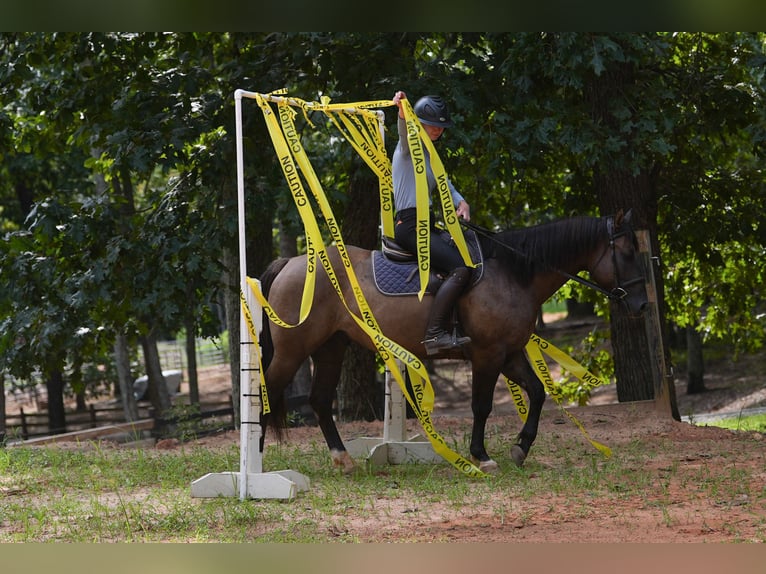 Quarter horse américain Hongre 4 Ans 150 cm Grullo in Clover, SC