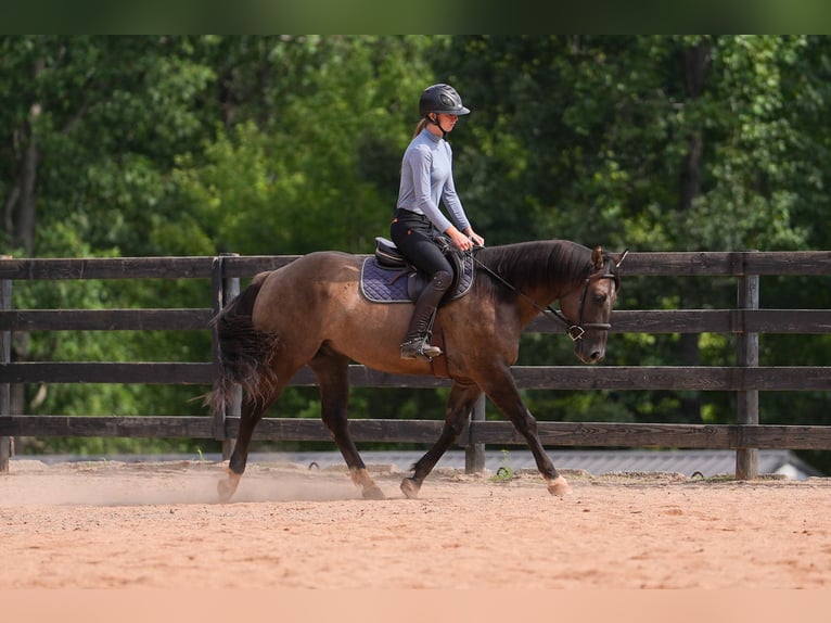 Quarter horse américain Hongre 4 Ans 150 cm Grullo in Clover, SC