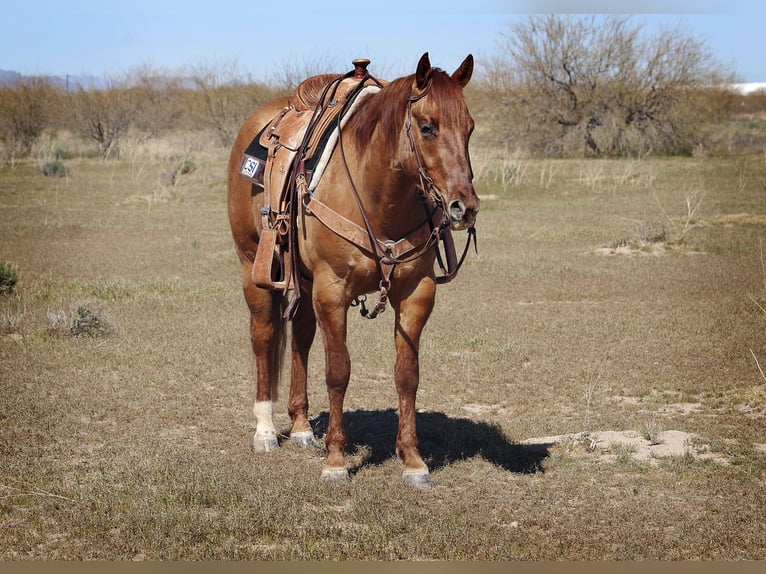 Quarter horse américain Hongre 4 Ans 150 cm Isabelle in Eloy, AZ