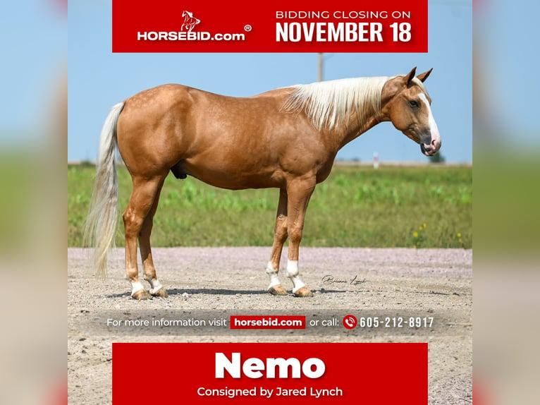 Quarter horse américain Hongre 4 Ans 150 cm Palomino in Canistota