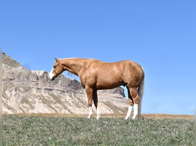 Quarter horse américain Hongre 4 Ans 150 cm Palomino in Bayard, Nebraska
