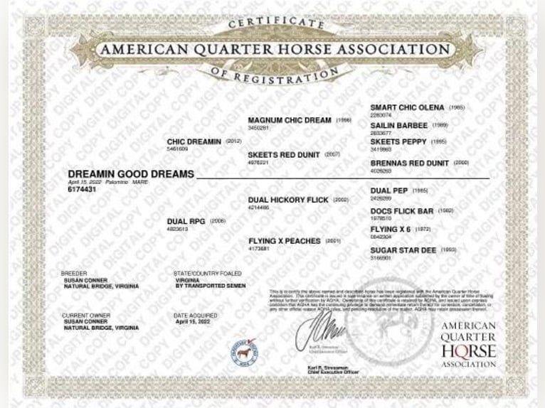 Quarter horse américain Hongre 4 Ans 150 cm Palomino in Aubrey TX