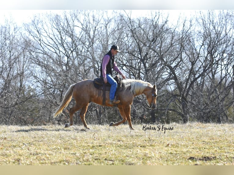Quarter horse américain Hongre 4 Ans 150 cm Palomino in Sweet Springs, MO