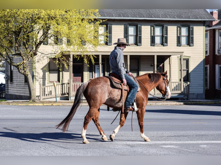 Quarter horse américain Hongre 4 Ans 150 cm Rabicano in Needmore