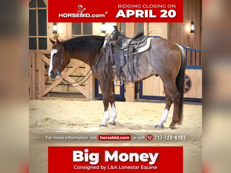 Quarter horse américain Hongre 4 Ans 150 cm Rabicano in Needmore