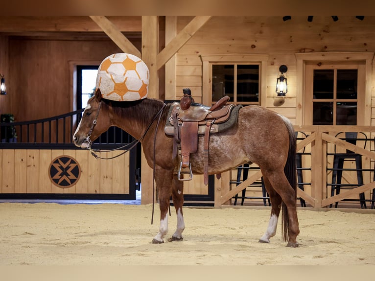 Quarter horse américain Hongre 4 Ans 150 cm Rabicano in Needmore