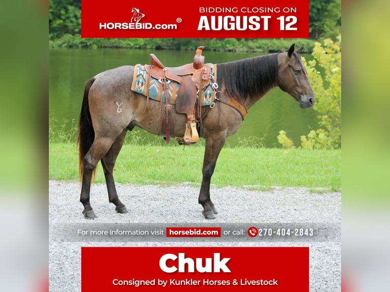 Quarter horse américain Hongre 4 Ans 150 cm Rouan Bleu in Tompkinsville