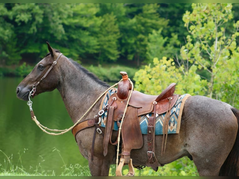 Quarter horse américain Hongre 4 Ans 150 cm Rouan Bleu in Tompkinsville