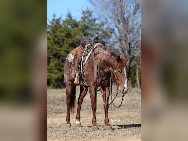 Quarter horse américain Hongre 4 Ans 150 cm Rouan Rouge in Ripley