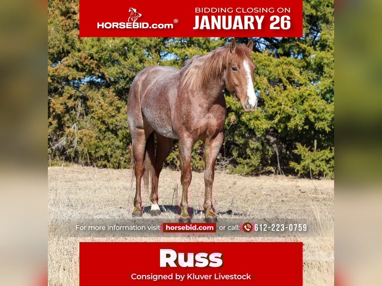 Quarter horse américain Hongre 4 Ans 150 cm Rouan Rouge in Ripley