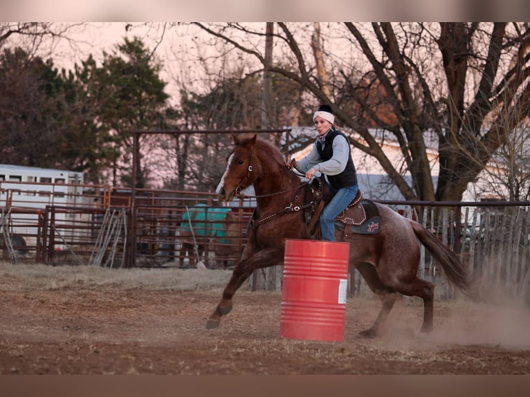 Quarter horse américain Hongre 4 Ans 150 cm Rouan Rouge in Ripley