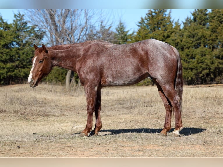 Quarter horse américain Hongre 4 Ans 150 cm Rouan Rouge in Ripley