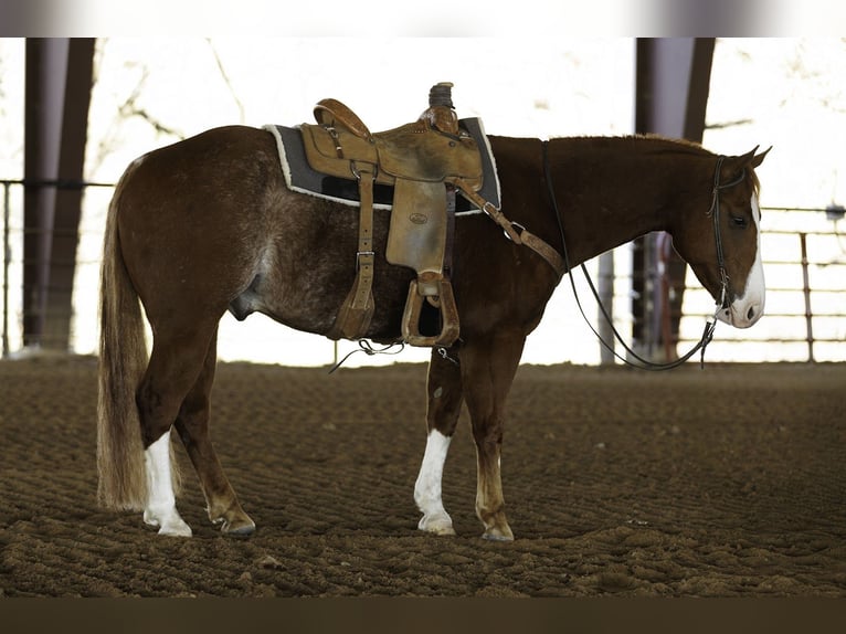 Quarter horse américain Hongre 4 Ans 150 cm Rouan Rouge in Morrilton