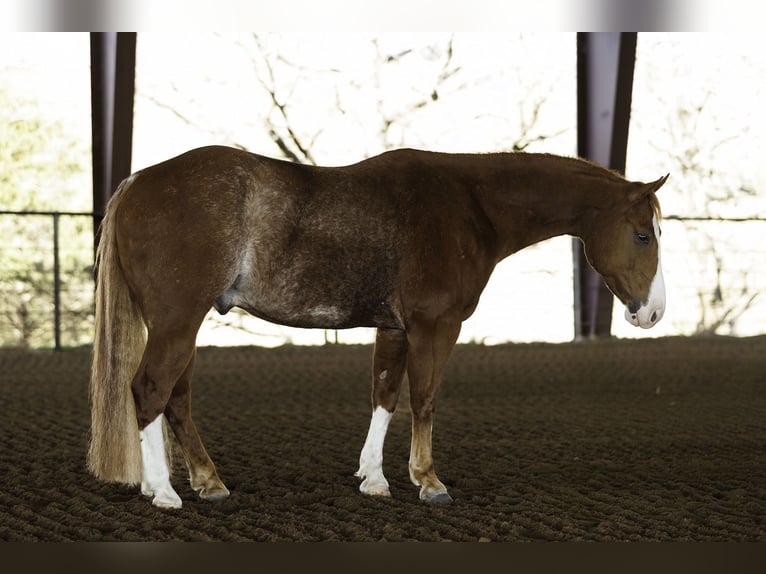 Quarter horse américain Hongre 4 Ans 150 cm Rouan Rouge in Morrilton