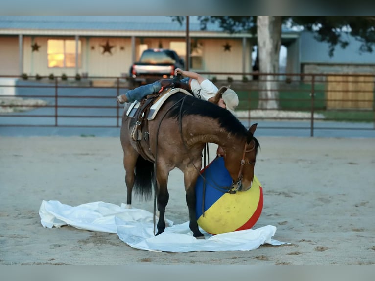 Quarter horse américain Hongre 4 Ans 150 cm Rouan Rouge in Mount Vernon