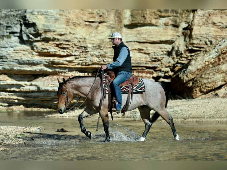 Quarter horse américain Hongre 4 Ans 150 cm Rouan Rouge in Mount Vernon