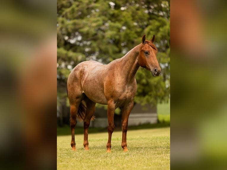 Quarter horse américain Hongre 4 Ans 150 cm Rouan Rouge in Decorah, IA