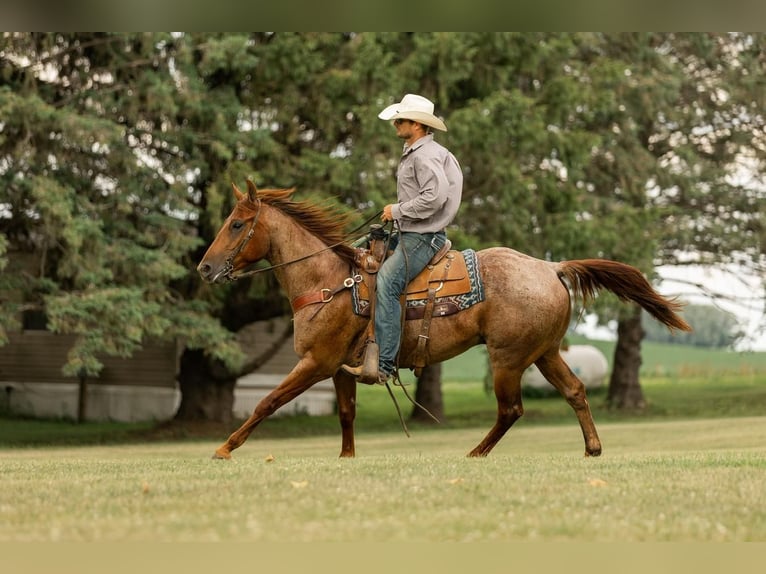 Quarter horse américain Hongre 4 Ans 150 cm Rouan Rouge in Decorah, IA