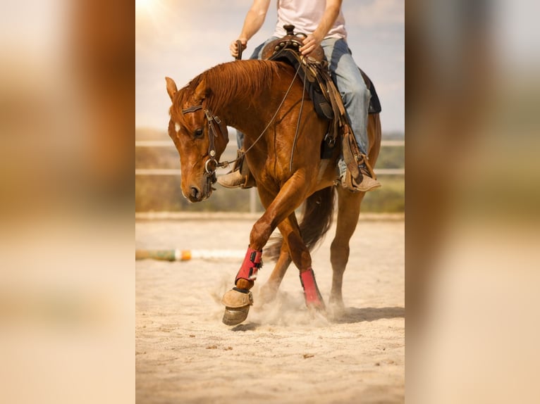 Quarter horse américain Hongre 4 Ans 151 cm Alezan brûlé in Illingen