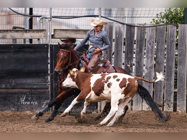 Quarter horse américain Hongre 4 Ans 151 cm Bai in Sinsheim