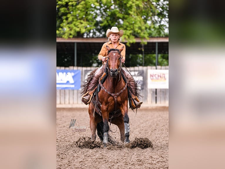 Quarter horse américain Hongre 4 Ans 151 cm Bai in Sinsheim